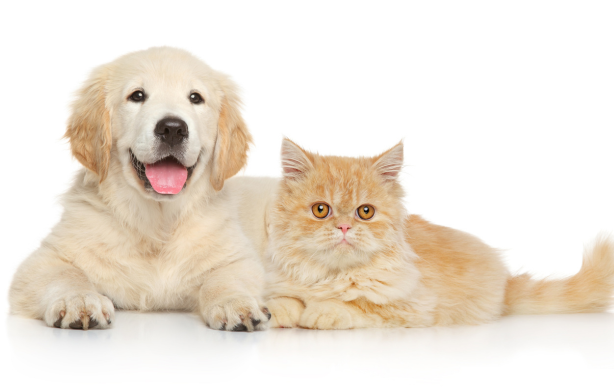 Behind the Brand: The Story of Store of Pets and Our Passion for Pets