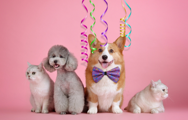 From Couch to Campsite: Why Every Pet Needs Outdoor-Ready Gear