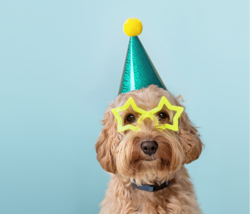 Party Dresses for All Occasions