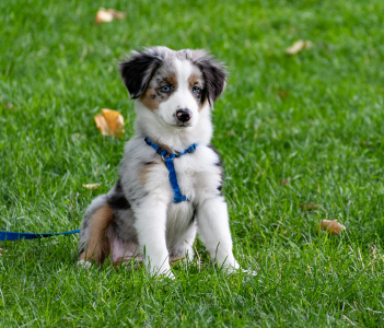 Leash & Harness Sets